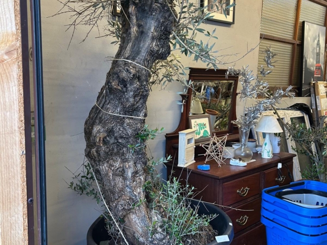 whatsapp image 2026 01 17 at 10.19.54